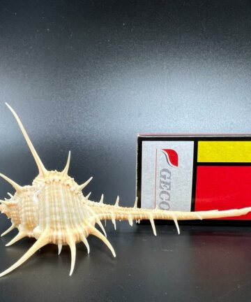 Murex Tribulus – ostranka trnitá, mušle, pohled 4