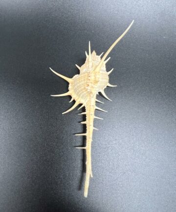 Murex Tribulus – ostranka trnitá, mušle, pohled 5