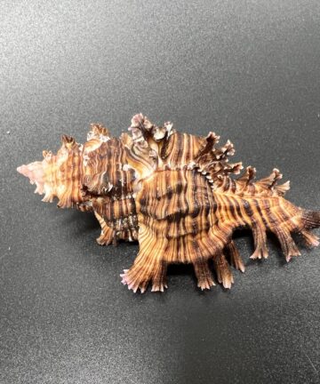 Chicoreus Palmarosae – ostnatka růžová ratolest, mušle, pohled 3