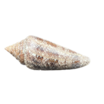 1 Conus Gloriamaris – kuželovka sláva moří, mušle