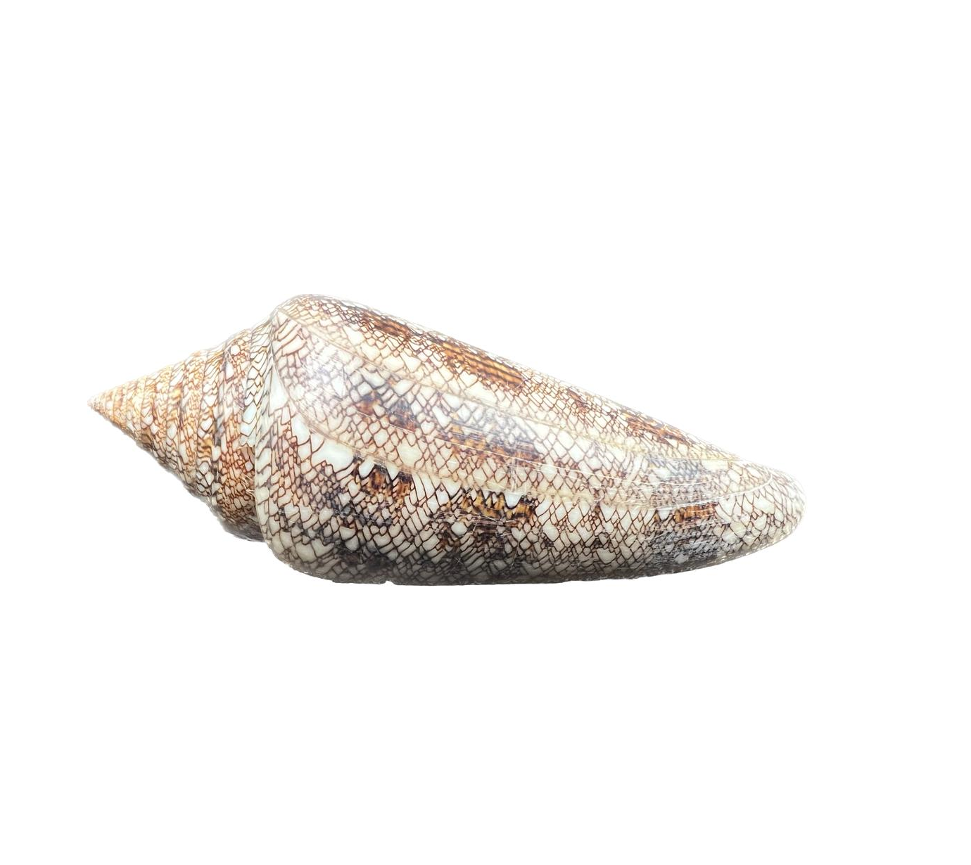 1 Conus Gloriamaris – kuželovka sláva moří, mušle