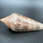 2 Conus Gloriamaris – kuželovka sláva moří, mušle, pohled 2