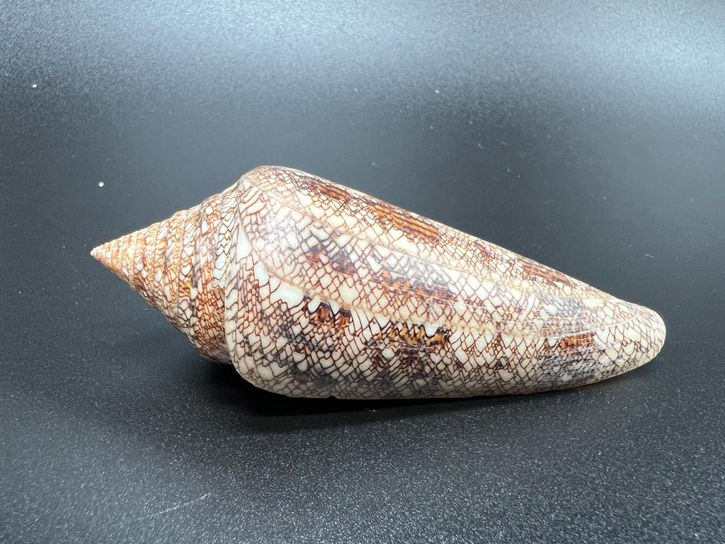2 Conus Gloriamaris – kuželovka sláva moří, mušle, pohled 2