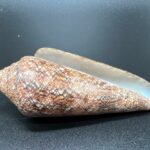 3 Conus Gloriamaris – kuželovka sláva moří, mušle, pohled 3