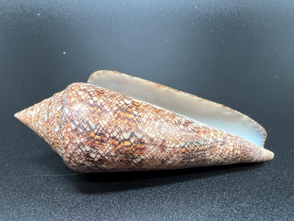 3 Conus Gloriamaris – kuželovka sláva moří, mušle, pohled 3
