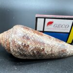 4 Conus Gloriamaris – kuželovka sláva moří, mušle, pohled 4