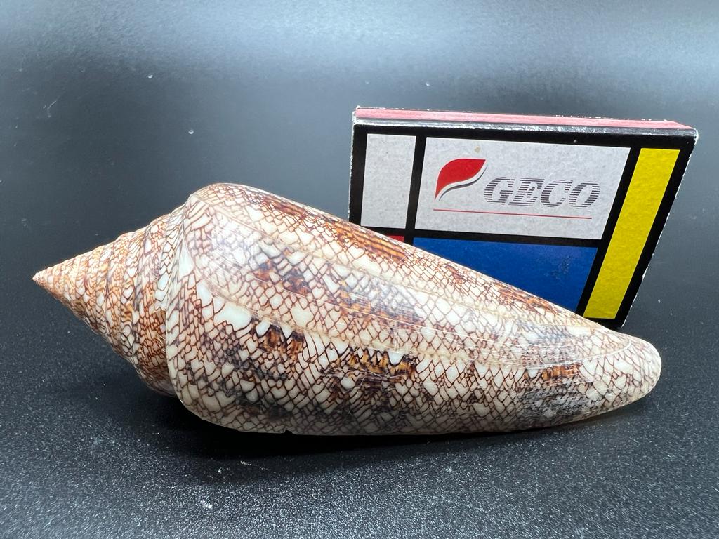 4 Conus Gloriamaris – kuželovka sláva moří, mušle, pohled 4