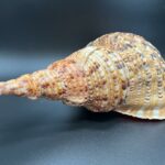 1 Charonia tritonis – Tritonova troubka, mušle, pohled 4