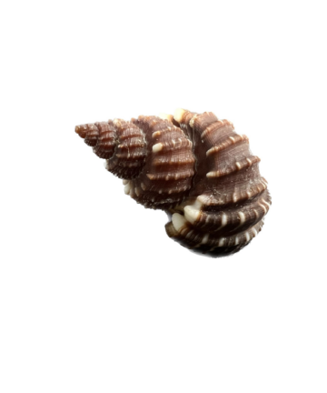 Scalptia textilis – mřížkovka tkaná, mušle