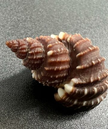 Scalptia textilis – mřížkovka tkaná, mušle, pohled 2