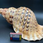 3 Charonia tritonis – Tritonova troubka, mušle, pohled 3