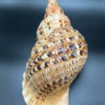 4 Charonia tritonis – Tritonova troubka, mušle, pohled 2