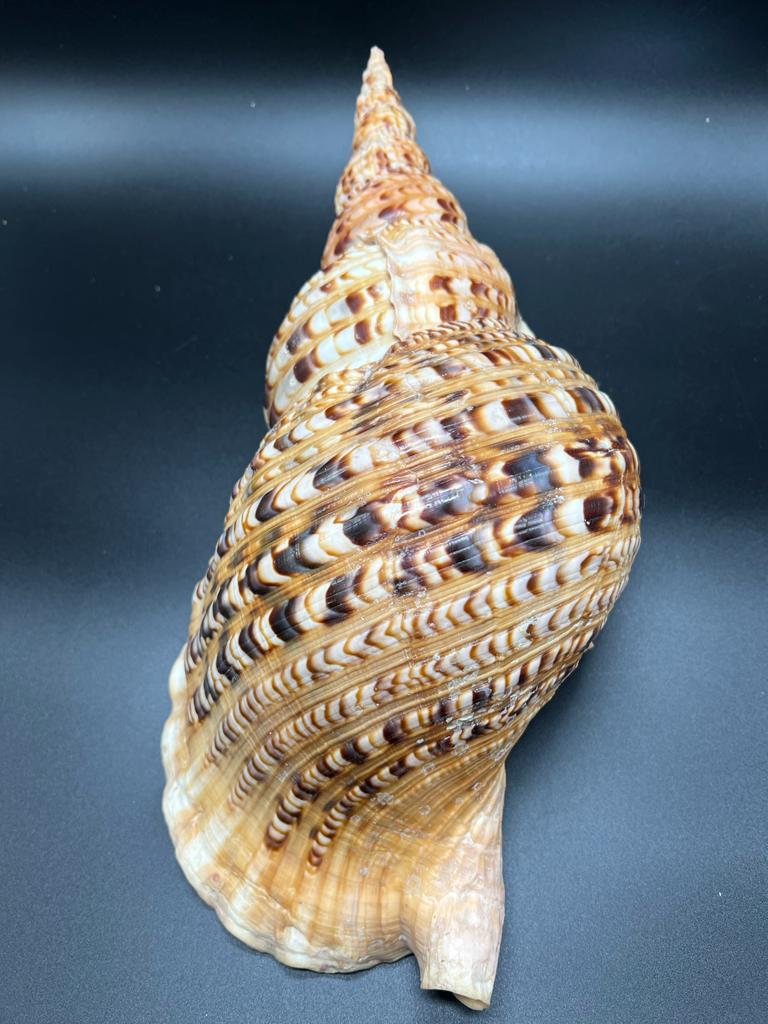 4 Charonia tritonis – Tritonova troubka, mušle, pohled 2
