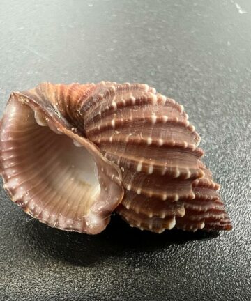 Scalptia textilis – mřížkovka tkaná, mušle, pohled 3