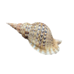 6 Charonia tritonis – Tritonova troubka, mušle