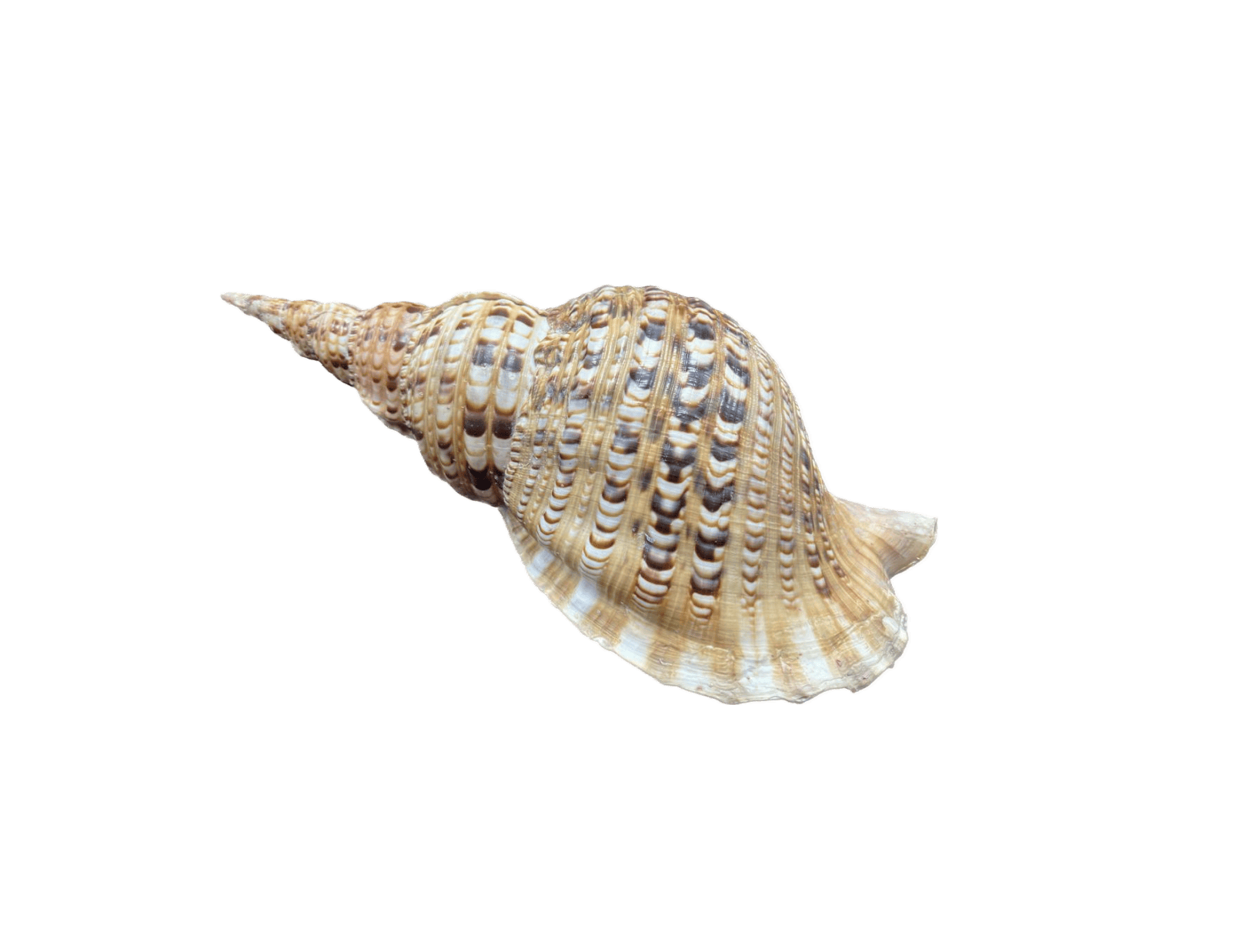 6 Charonia tritonis – Tritonova troubka, mušle
