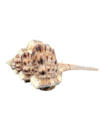 Haustellum Haustellum – sluka mořská, mušle