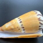 Obrázek WhatsApp, 2023-11-14 v 10.42.34_64083c82 Conus Mustelinus – lasicová kuželovka, mušle, pohled 4
