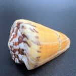 Obrázek WhatsApp, 2023-11-14 v 10.42.34_9ee2fc4d Conus Mustelinus – lasicová kuželovka, mušle, pohled 2