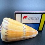 Obrázek WhatsApp, 2023-11-14 v 10.42.34_edcec60e Conus Mustelinus – lasicová kuželovka, mušle, pohled 3