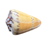 Obrázek WhatsApp, 2023-11-14 v 10.45.47_0c8d3023 Conus Mustelinus – lasicová kuželovka, mušle