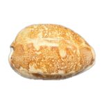 IMG_3673 cypraea mappa