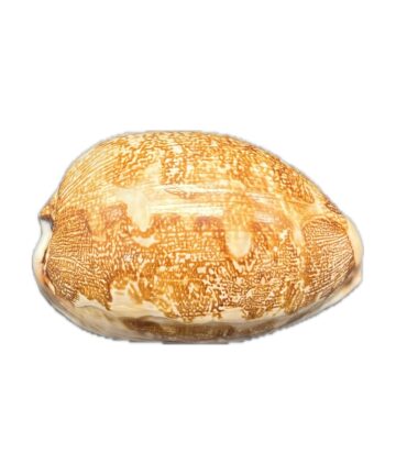 cypraea mappa