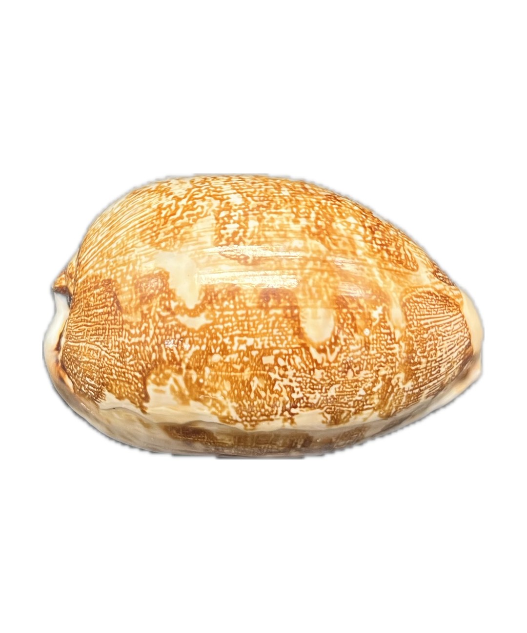 cypraea mappa