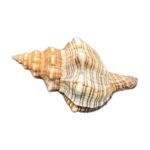 IMG_3679 pleuroploca trapezium