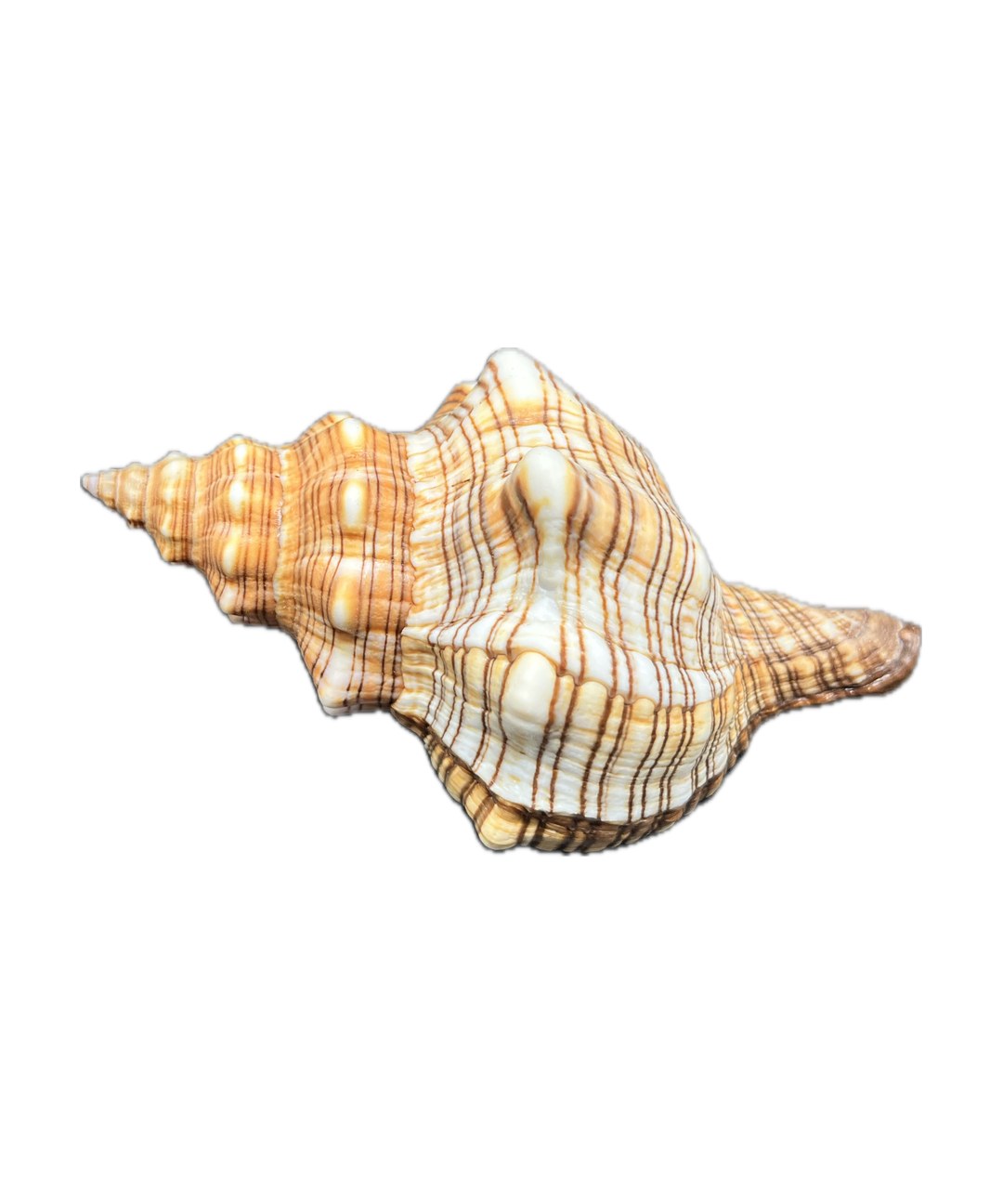 pleuroploca trapezium