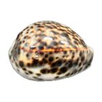cypraea tygris