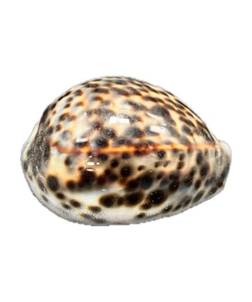 cypraea tygris