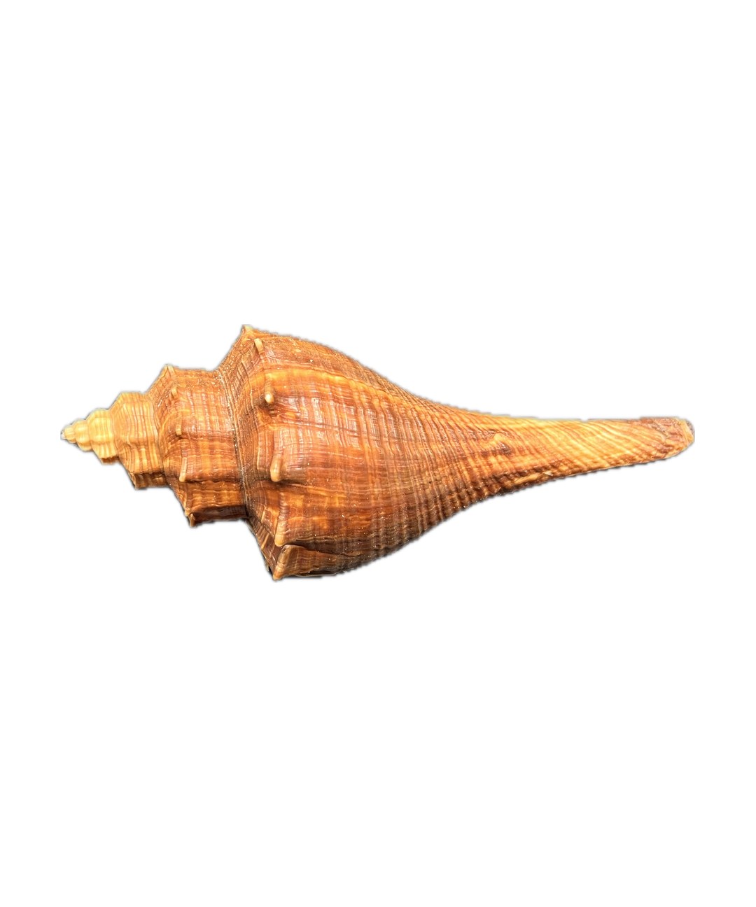 Hemifusus tuba (L) – mořský plž, mušle