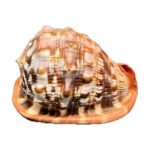 casis-rufa-1 cassis rufa shell