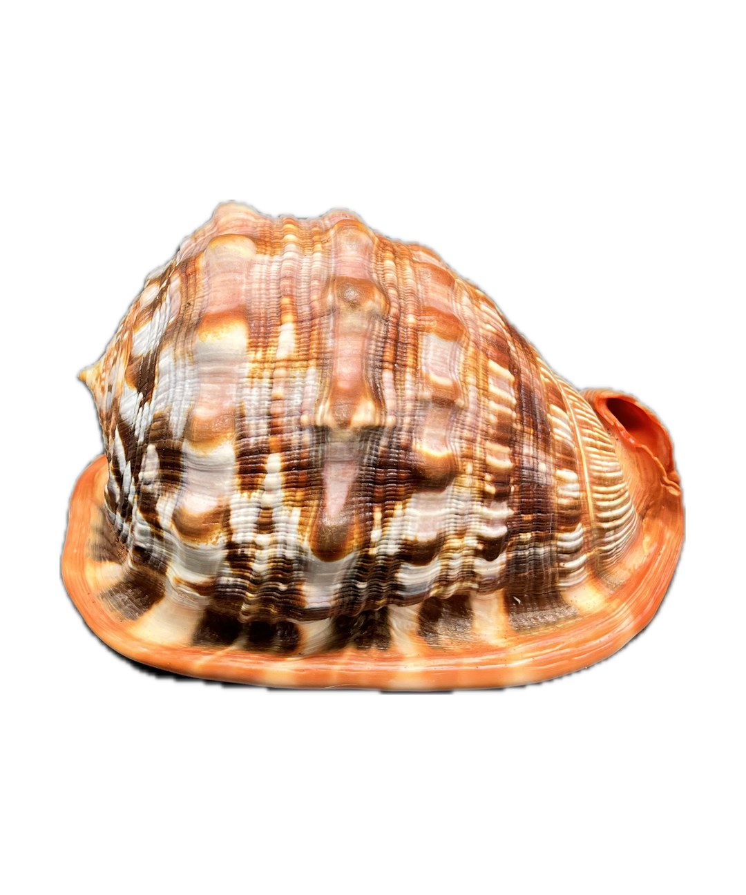 cassis rufa shell