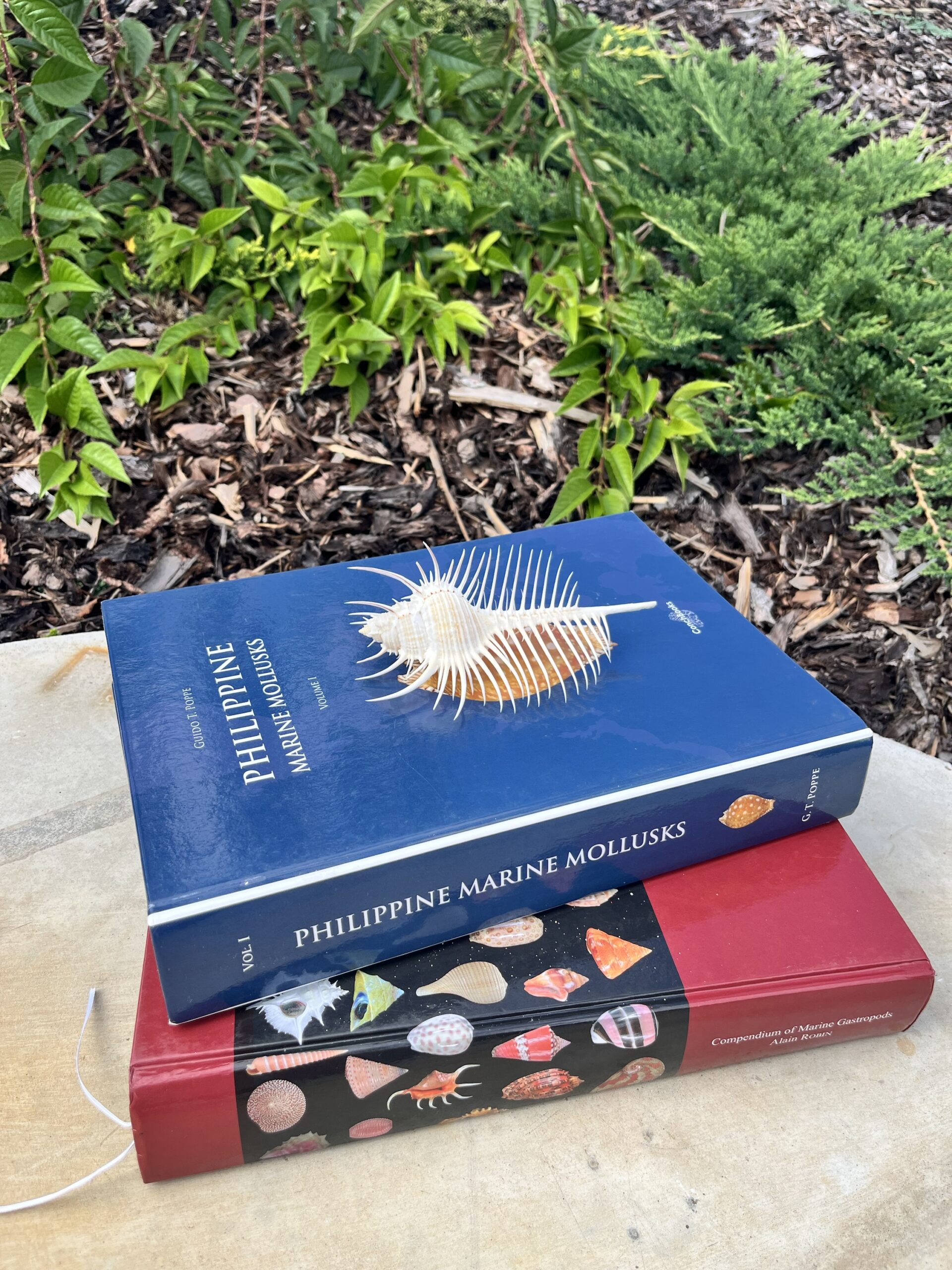 Murex pecten – Venušin hřeben, mušle, pohled 5