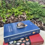 Cypraea tigris – tygří Kauri mušle, pohled 2