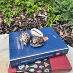 Cypraea tigris – tygří Kauri mušle, pohled 3