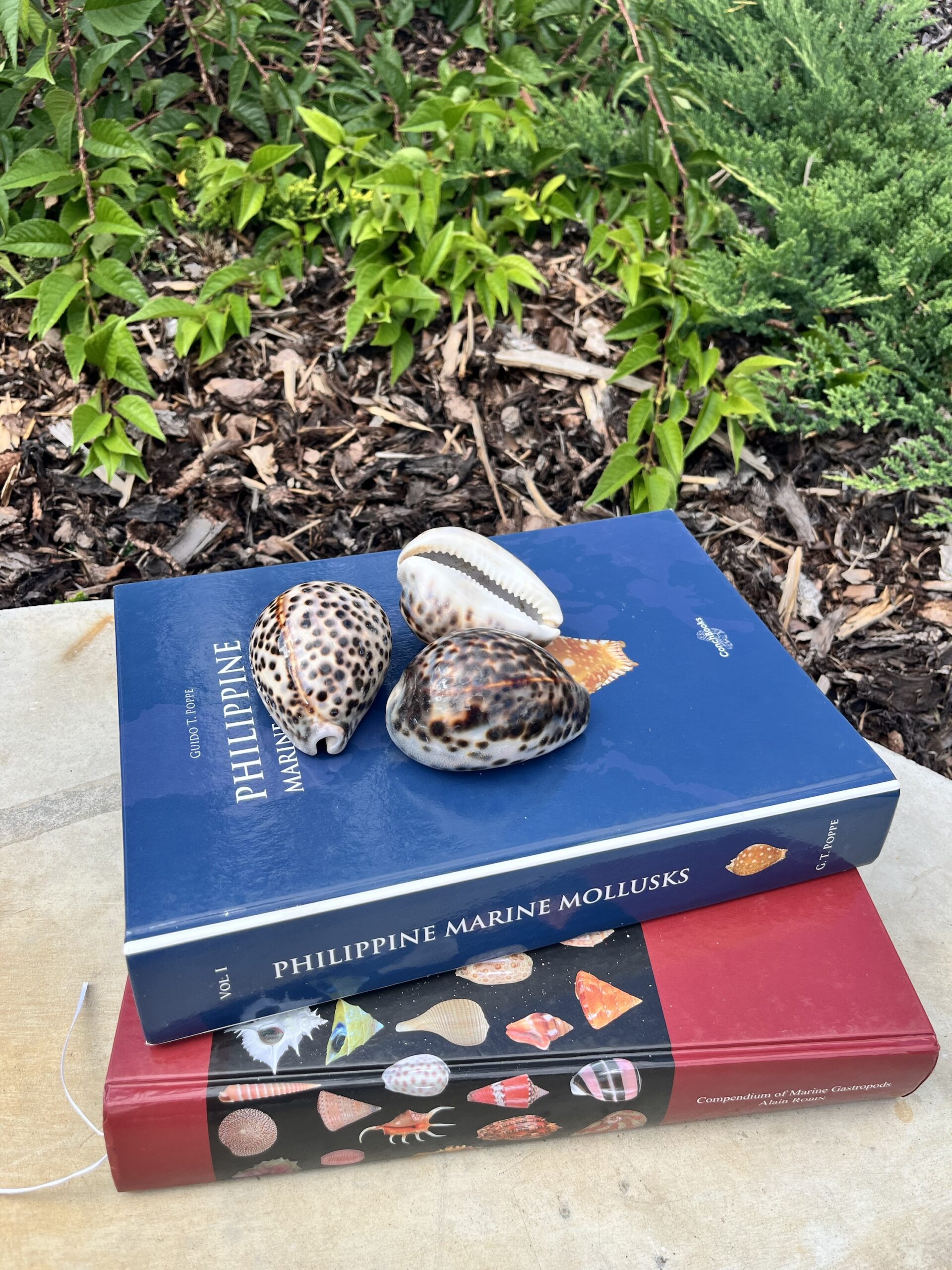 Cypraea tigris – tygří Kauri mušle, pohled 3