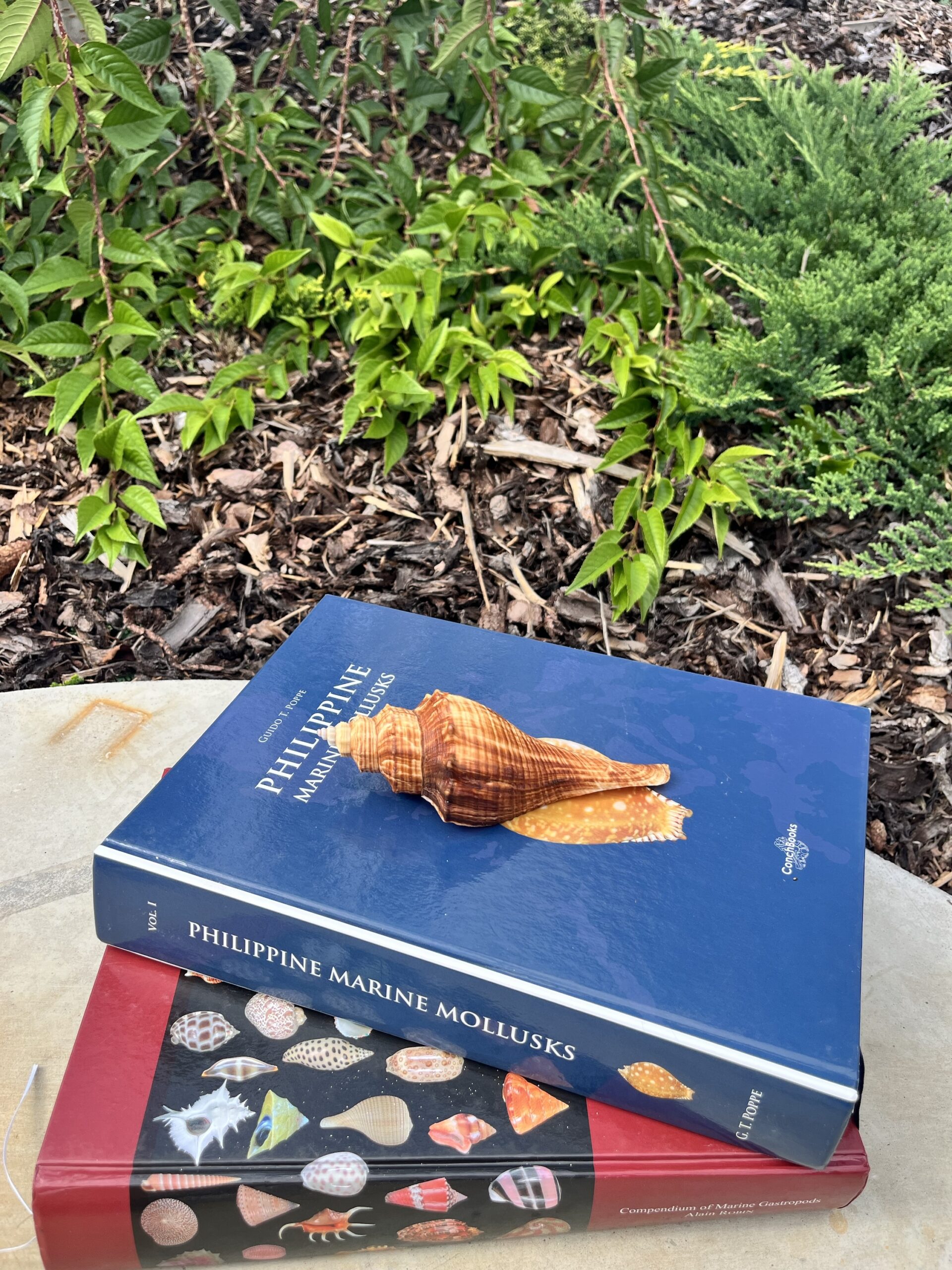 Hemifusus tuba (L) – mořský plž, mušle, pohled 4