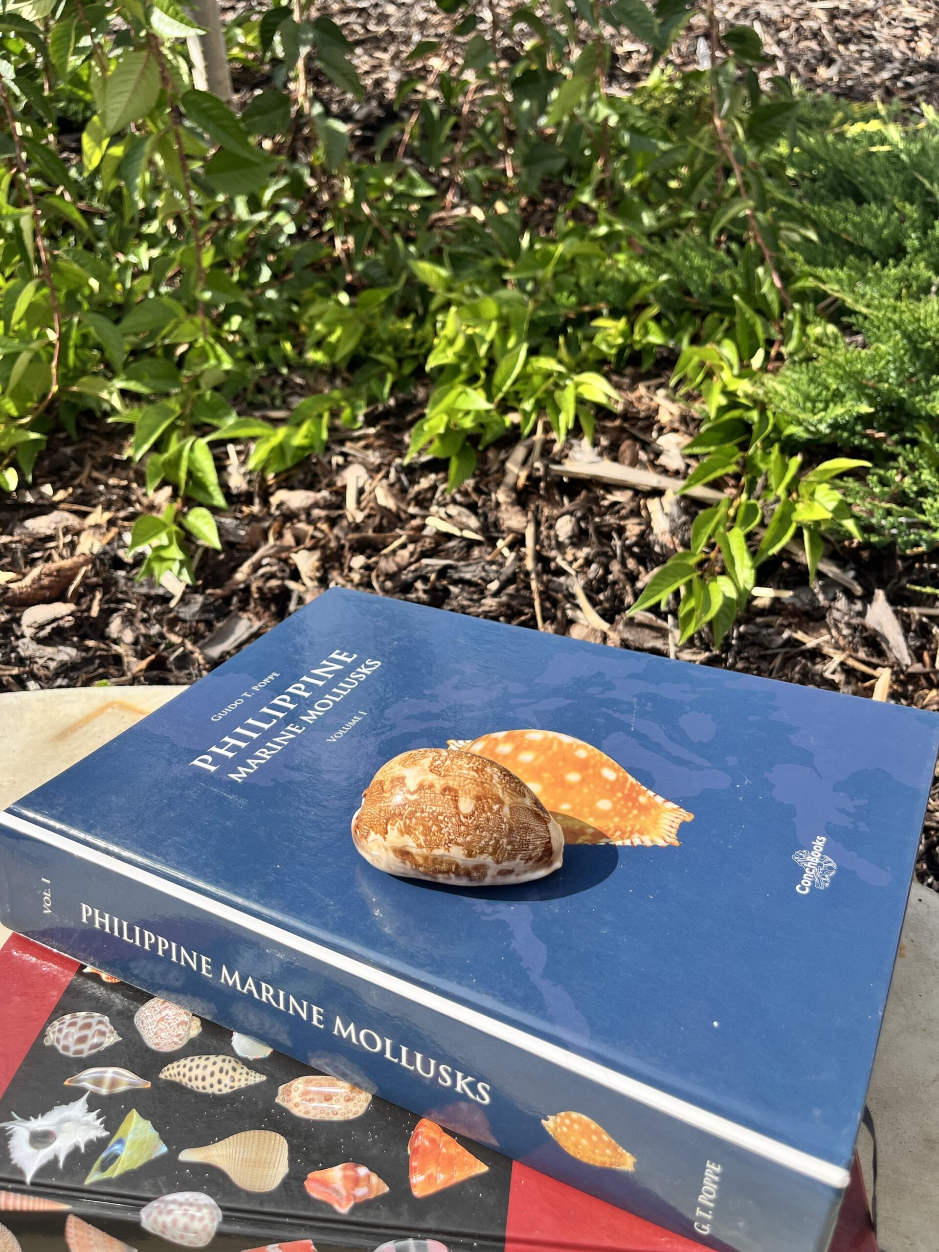 Cypraea mappa – Kauri mušle, pohled 3