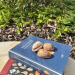 img_3605 Cypraea mappa – Kauri mušle, pohled 4