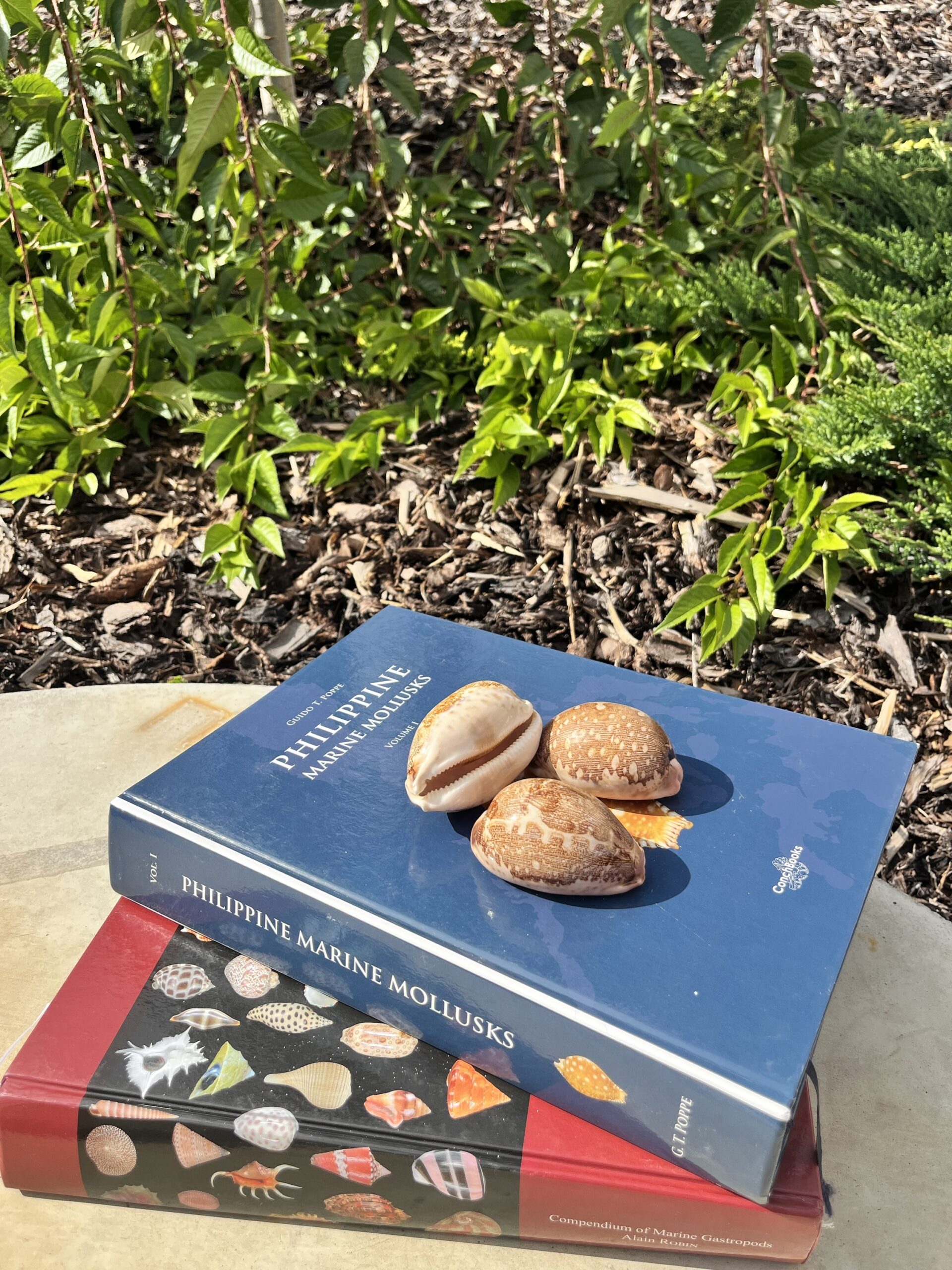 Cypraea mappa – Kauri mušle, pohled 4