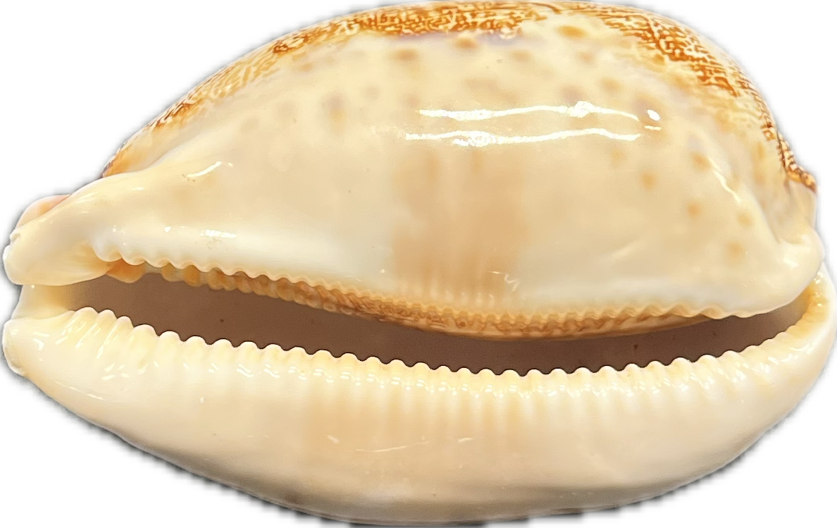 Cypraea mappa – Kauri mušle, pohled 2