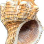 img_3677 Pleuroploca trapezium (L) – mořský plž, mušle, pohled 3