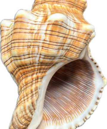 Pleuroploca trapezium (L) – mořský plž, mušle, pohled 3