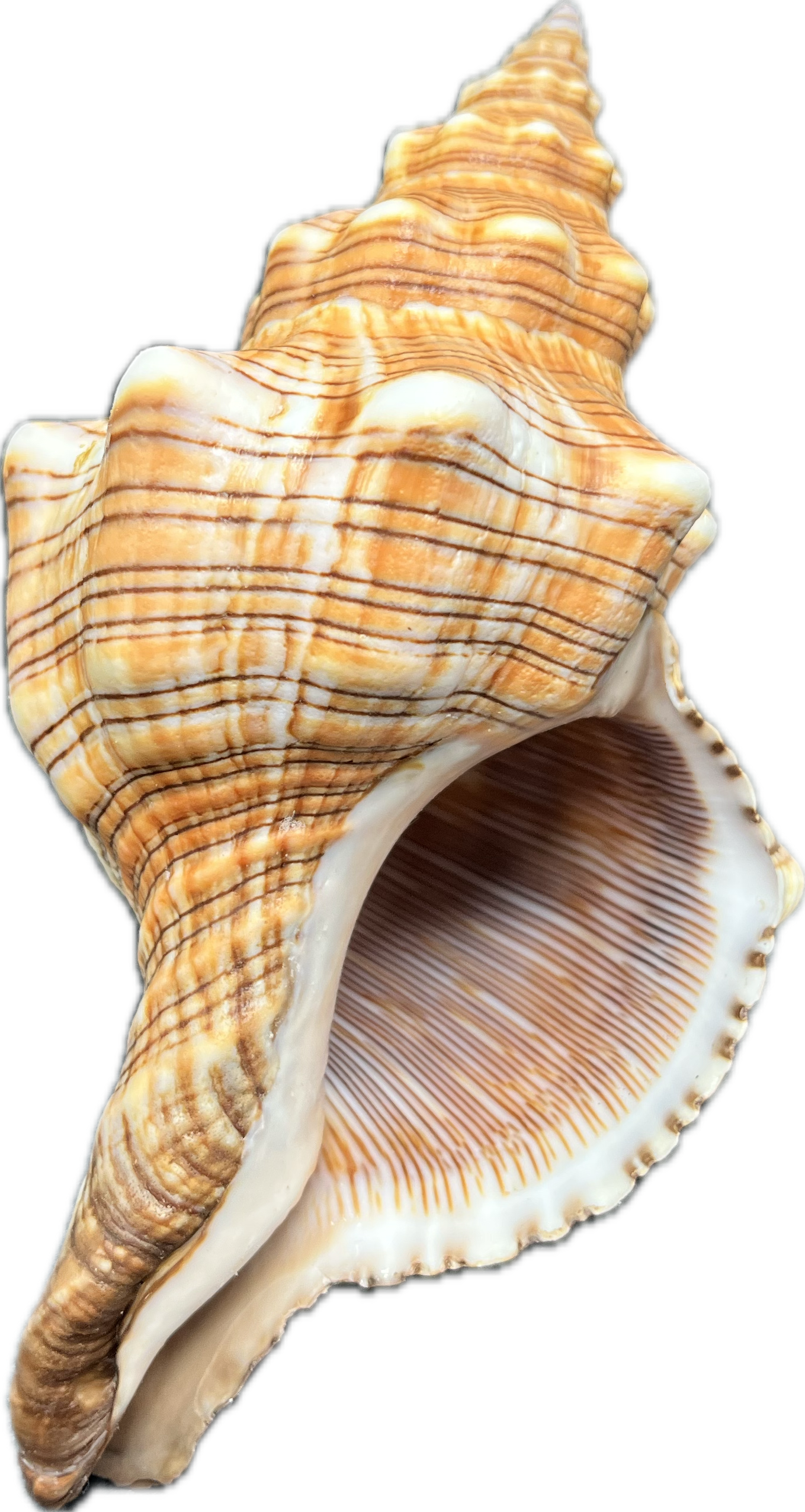 Pleuroploca trapezium (L) – mořský plž, mušle, pohled 3