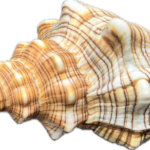img_3678 Pleuroploca trapezium (L) – mořský plž, mušle, pohled 2