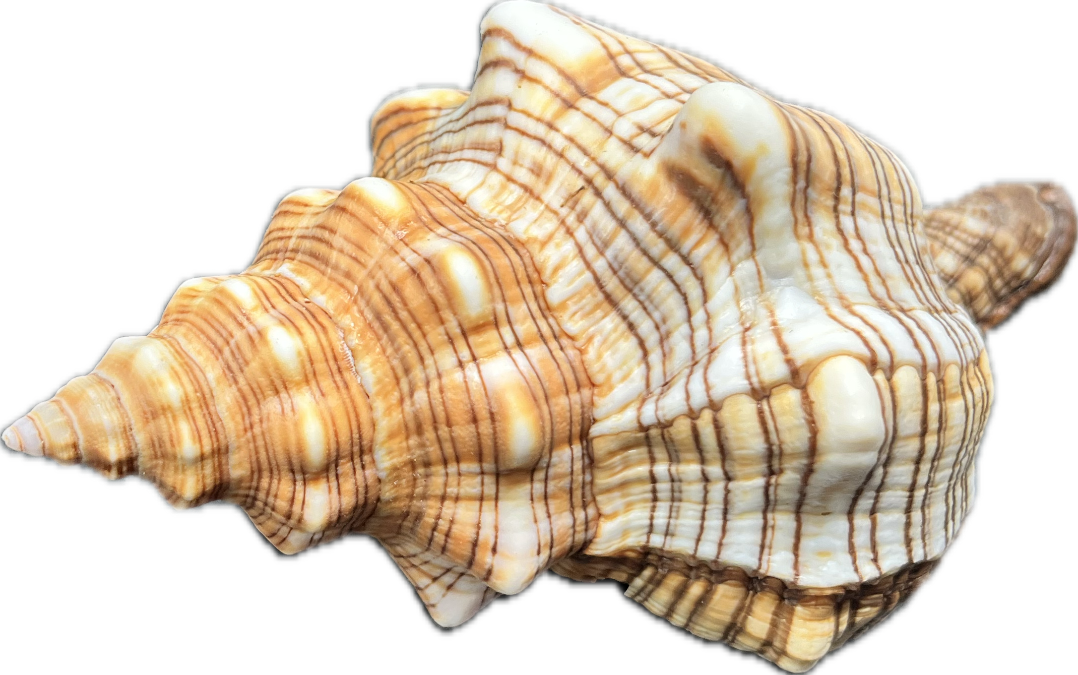 Pleuroploca trapezium (L) – mořský plž, mušle, pohled 2