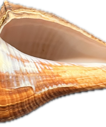 Hemifusus tuba (L) – mořský plž, mušle, pohled 3
